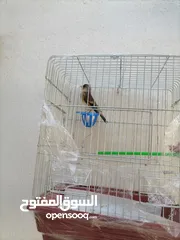  6 بندوق حسون  بحككي حسون مرفق فيديو نار لتعليم الفراخ