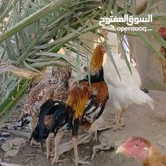  6 ديوجة هندي للبيع