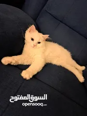  2 قط شيرازي Male pet Persian cat  ذكر. قابل للتفاوض  بأفضل الأسعار