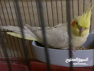  1 جوز كوكتيل نخب اول