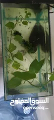  4 new second hand fish tank and guppies and Molly fishes for sale