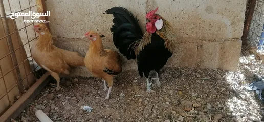  1 صيصان دجاج محلق