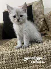  1 قطط للبيع الفوري