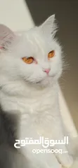  11 قطة شيرازي بيضاء للتبني