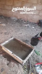  1 دجاج وحبش للبيع