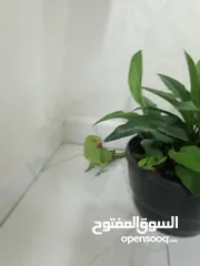 1 ببغاء درة 40