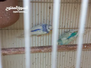  10 Budgies pair