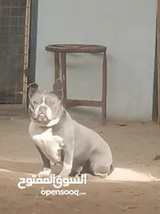  3 متاح أمريكان بولي بوكت