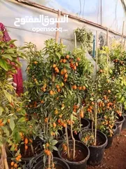  12 مشاتل الرويال لزراعه ومتابعه الاشجار