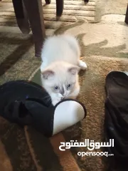  4 قط سكوتش فولد للبيع