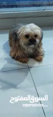  3 Pure ShihTuz male