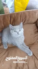  5 British Shorthair