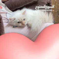  12 شيرازي للبيع عمرها سنة وشوي سعرها 600(قابل للتفاوض المعقول) اجتماعية وبترد عصحابها ومتعودة عالحمام