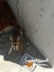  4 كلب هاسكي بيور