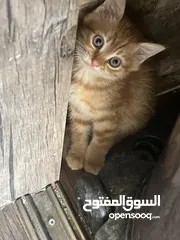  5 قطتين للتبني (منغا وفيفي) شهرين ومدربين على اللتر بوكس