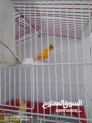  4 ذكرين كنار