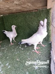  8 يهوديات المنيم