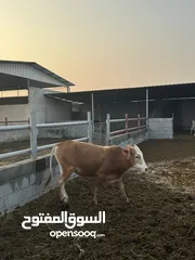  4 أبقار بأسعار مناسبة ومختلفه لكل وحده بولاية صحم