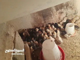  1 صيصان دجاج عمر اسبوعين للبيع بسعر 60 قرش