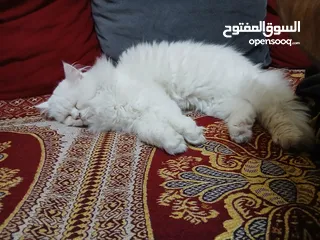  1 ذكر شيرازي عمرو6 شهور