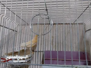  9 مجموعة طيور جواز كلها شغاله أن شاء الله