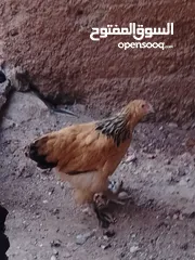  3 بيض براهما+صيصان براهما