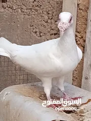  3 كوم حمام حوالي من 35 إلى 40 طير  للبيع