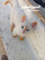  4 قطاط شرزي متوفر لدنا