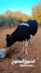  2 بكيرة عشار كبير