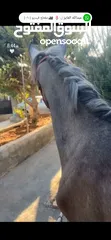  1 مهره   بدويه  لعوبه تربية  بيت