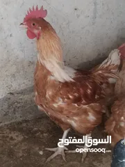  1 جاج لوهمان بياض للبيع