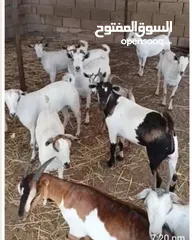  1 اغنام للبيع