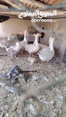  1 وز عدد 7 الكرك القصر
