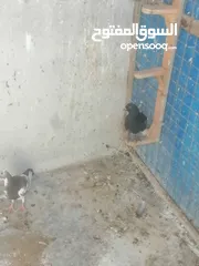  10 حمام للبيع
