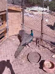  2 جوز طاووس هندي