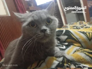  2 قطط سيامي البيع بسعر التربية فقط
