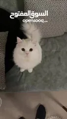  5 ذكر معقم عمره سنه و شهرين معاه جميع اغراضه