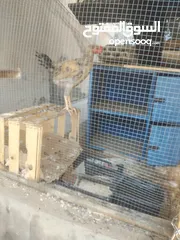  2 دجاج عدد اربع للبيع واحد ذكر وثلاث أنثى