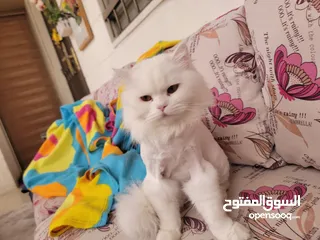  2 قطه ذكر لون ابيض عمره سنه