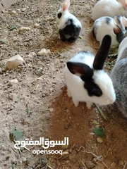  26 ارانب بلدي.. فرنسي..الذبح...جميع الوان والعمار وانثى وذكور...