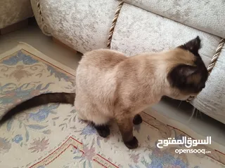  2 قط نوع  سيامي مرتب  واليف  وهادء