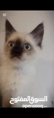  2 Ragdoll cat  قطط راغدول