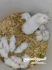  4 هامستر للبيع