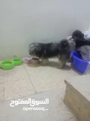  2 جوز مالتيز بيور بي الصلاة على زي ما أنتو شايفين بي عينكم عبارة عن كلاب مقزمة وانتجو قبل هيك مرة وحدة