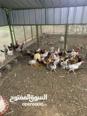  3 للبيع دجاج بلدي