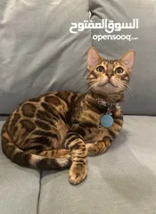  1 FOR SALE: Bengal Cat
