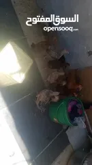  12 فراخ دجاج عدد 13 للبيع