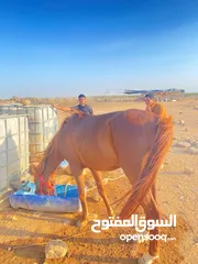  4 خيل  لبيع العمر سنتين فرس انثى