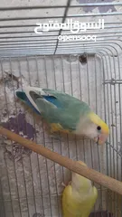 2 جوز روز منتج حجم و صحه و نظافه و ريش