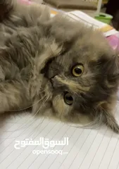  6 2 قطط كتنز مع امهم مرضعه